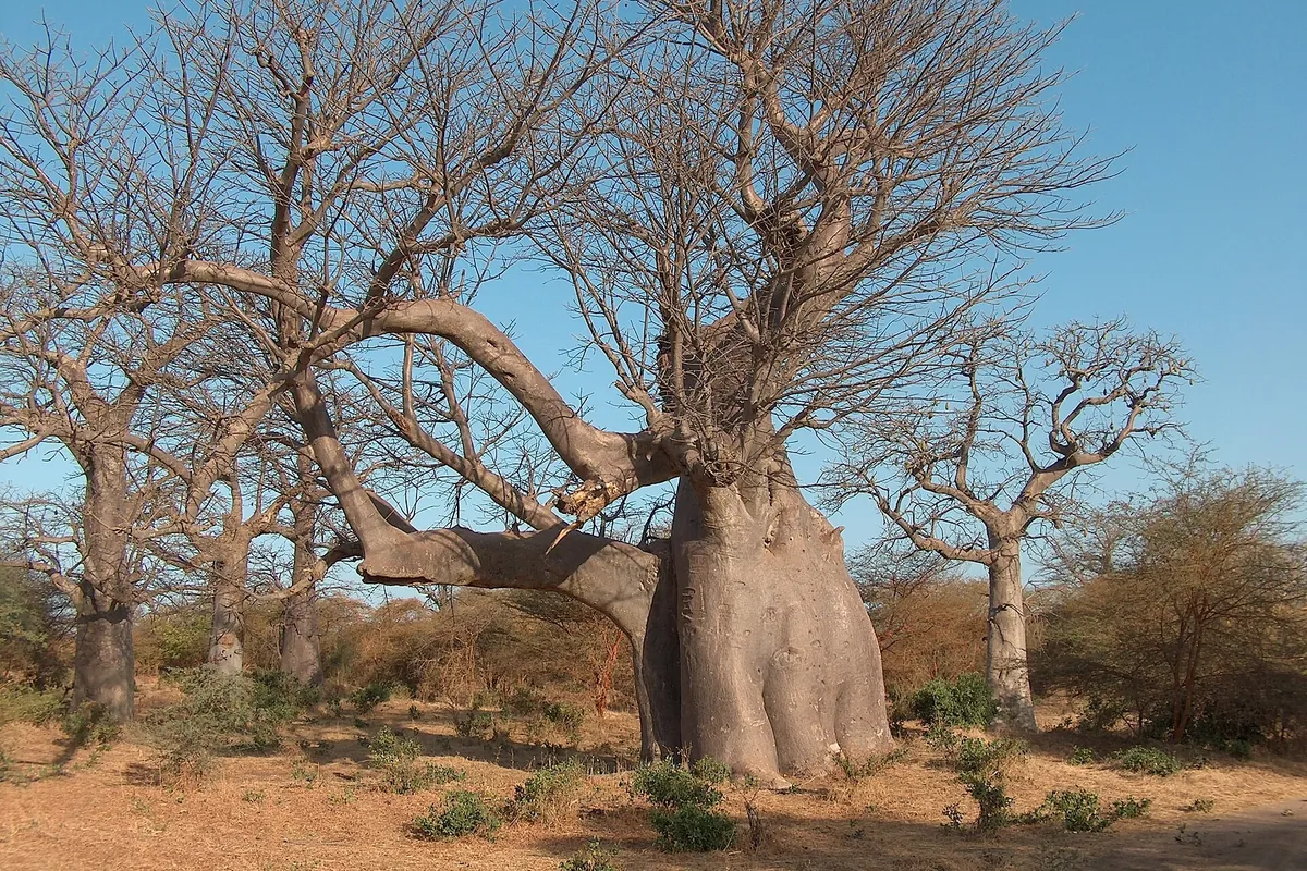 Des baobabs sans feuilles sous un ciel bleu, dans la réserve de Bandia