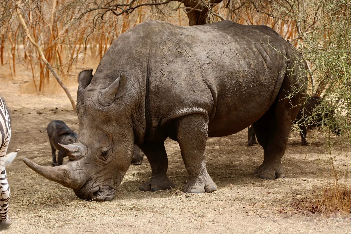 Un rhinocéros blanc broute dans la réserve de Bandia