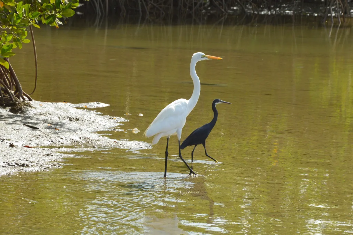 Deux aigrettes, une blanche et une sombre, marchent dans l’eau au pied de la mangrove de la Somone