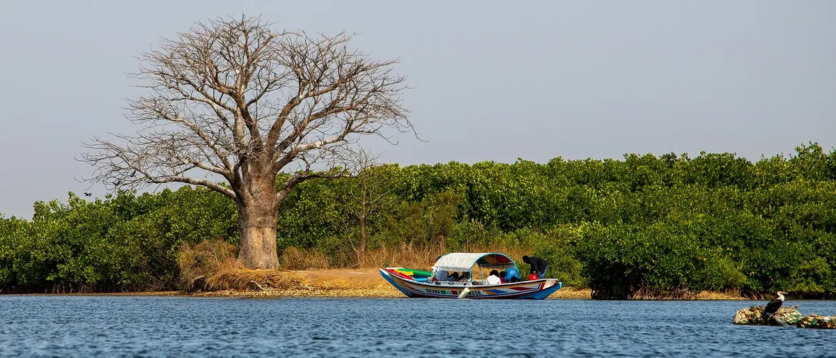 Un baobab et une pirogue au bord d’un bras de mer du delta du Saloum