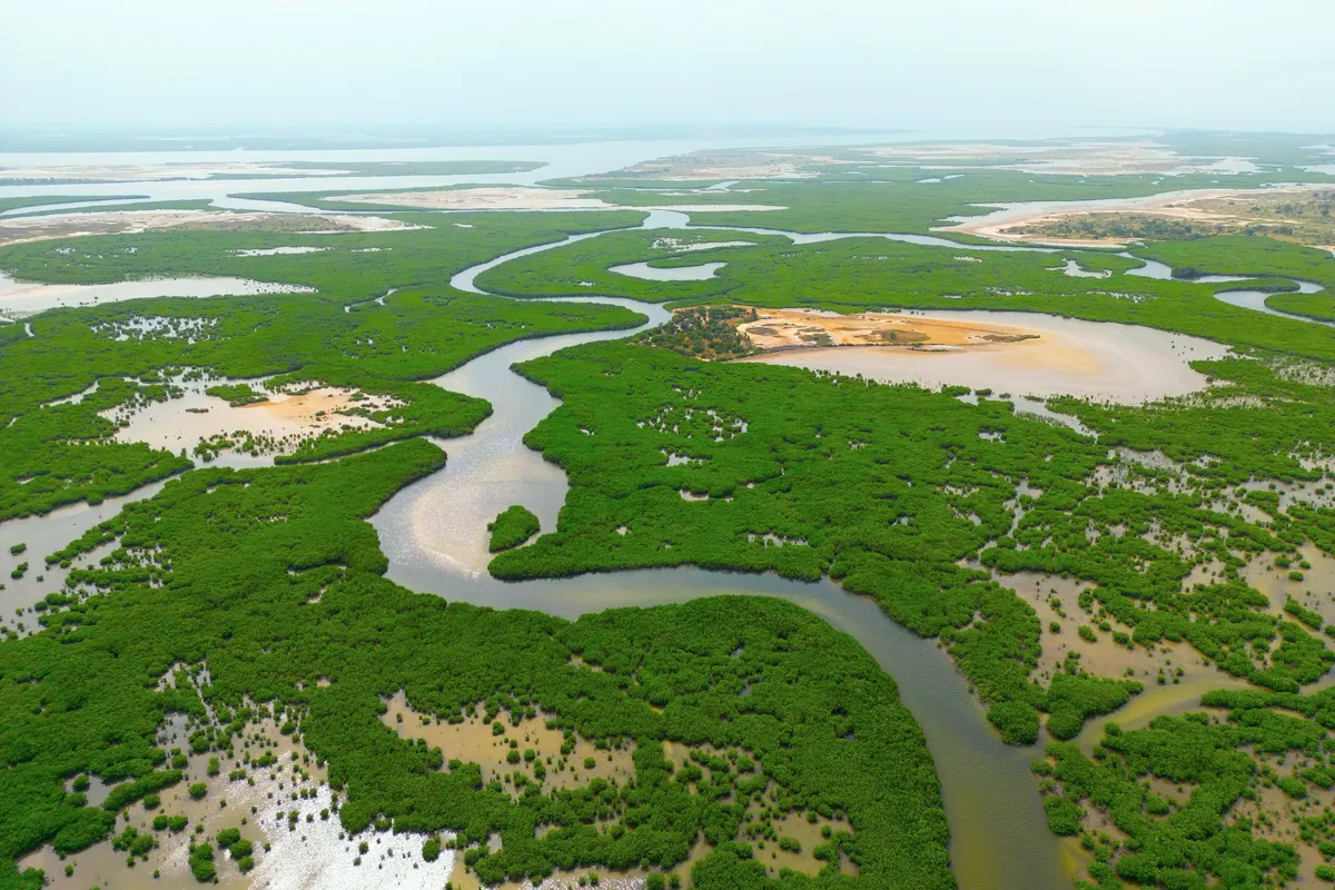 Vue aérienne du delta du Saloum, où les bolongs serpentent dans la mangrove