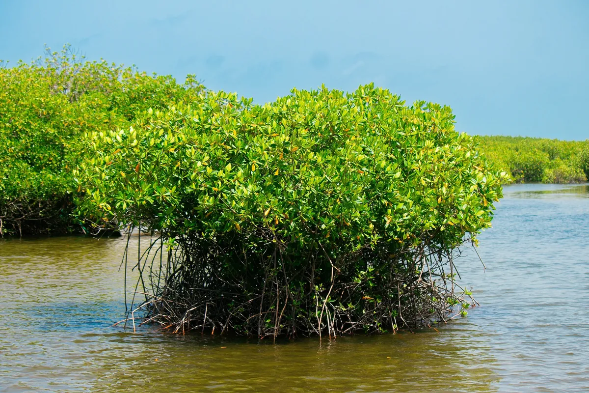 Des palétuviers aux racines dans l’eau à Palmarin, dans le delta du Saloum